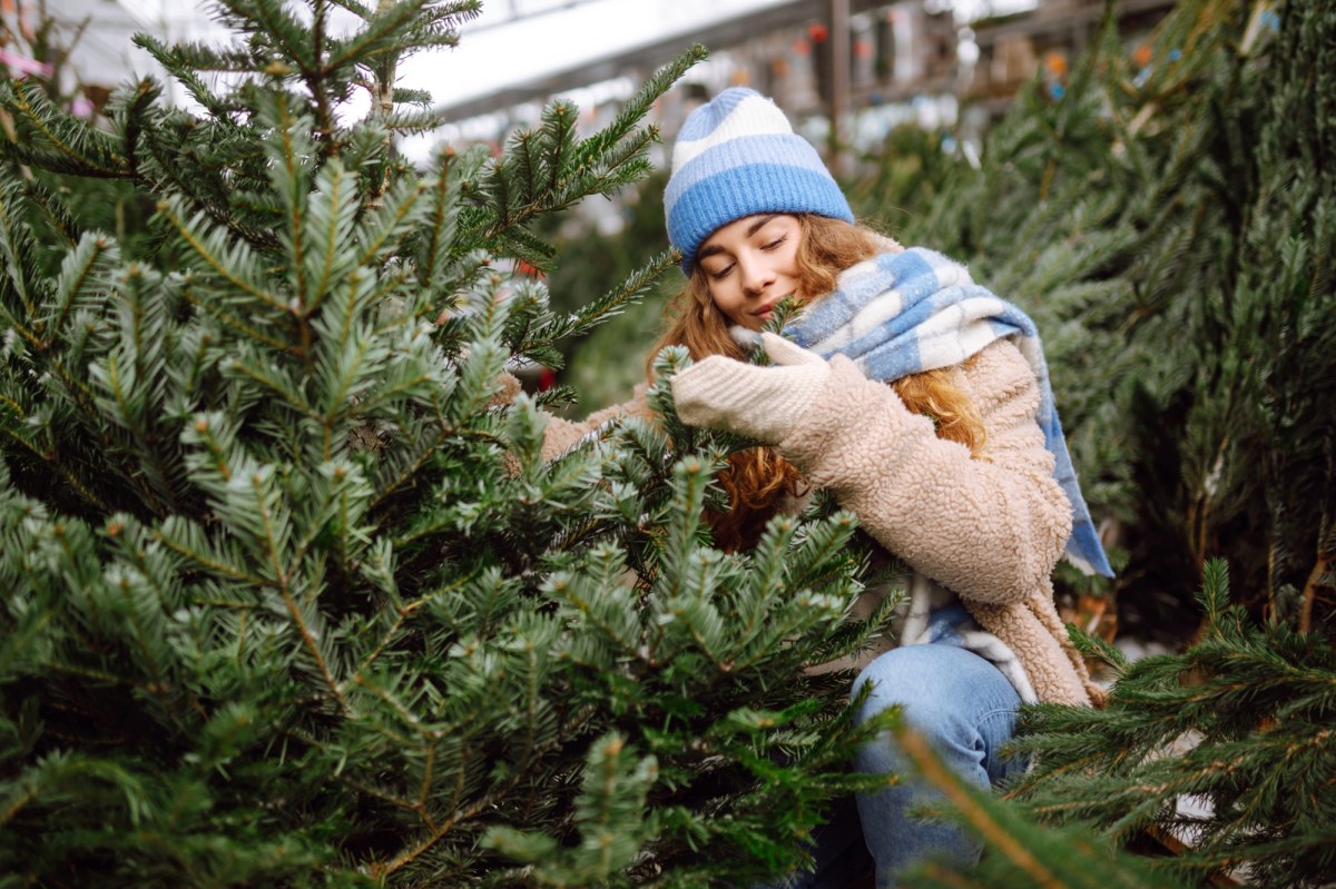 Jak wybrać idealną choinkę? Te triki sprawią, iż Twoja będzie pachnieć i wyglądać niesamowicie przez całe święta