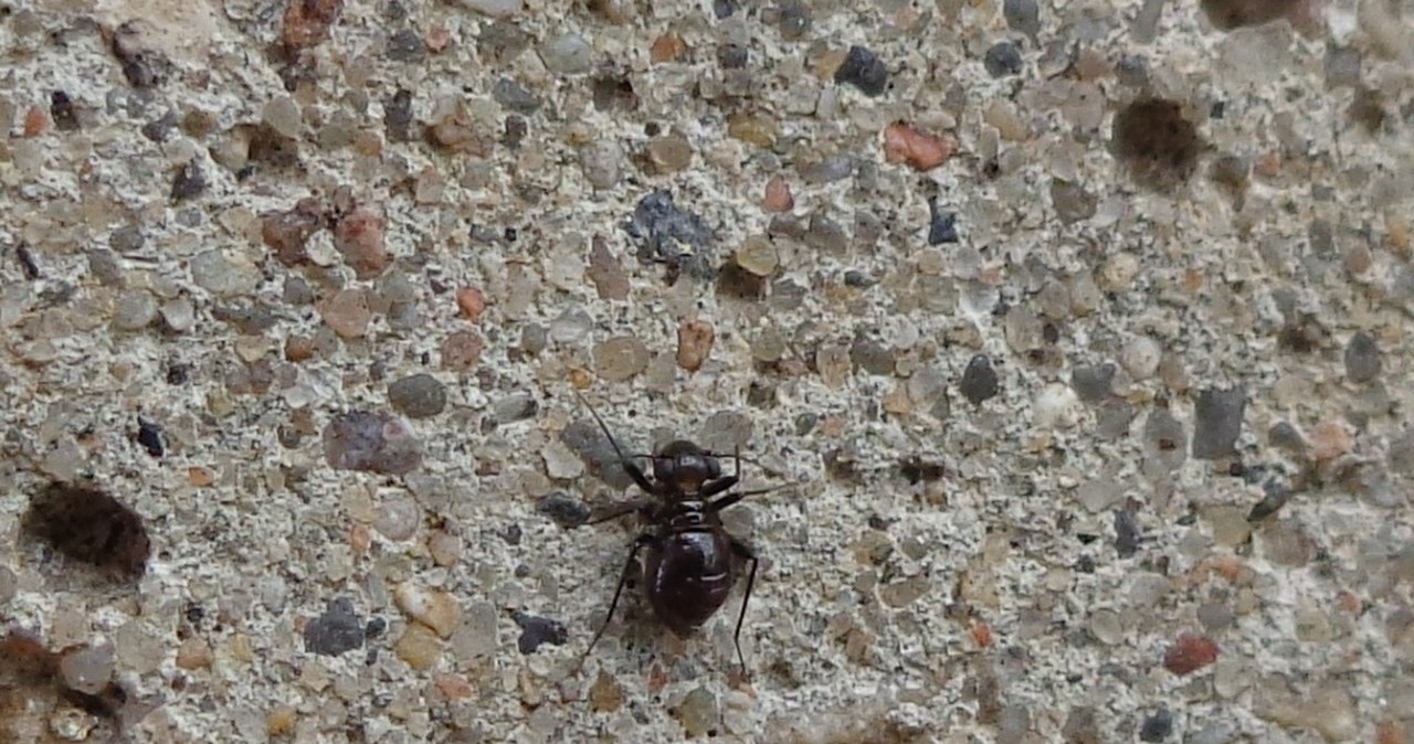 Wielkie odkrycie małego psotnika. Trzeba było użyć sit i płacht