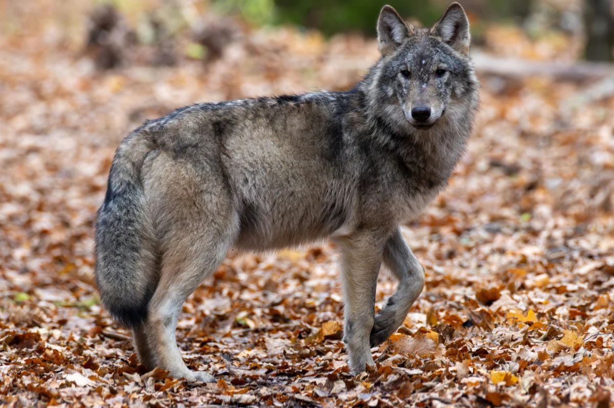 Wilki od wieków budzą w nas więcej emocji niż realnych zagrożeń. Najnowsze badania pokazują, że te tajemnicze drapieżniki są znacznie bardziej płochliwe, niż mogłoby się wydawać. Czy rzeczywiście powinniśmy bać się wilków? Jaką rolę odgrywają w polskich lasach? I dlaczego wokół nich narosło tyle mitów? O tym wszystkim opowiada w "Wykładzie otwartym" w internetowym Radiu RMF24 dr Maciej Szewczyk z Uniwersytetu Gdańskiego, współautor przełomowych badań nad zachowaniem wilków.