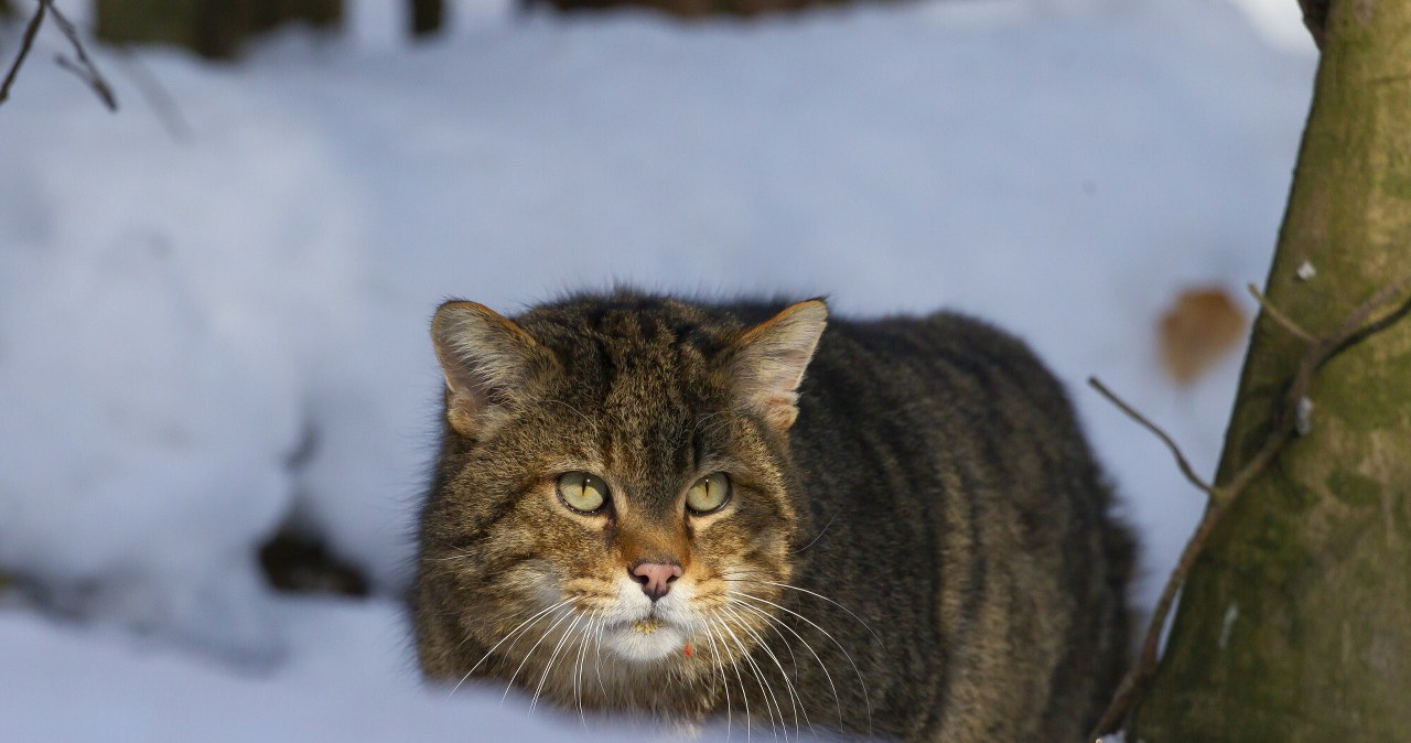 Nieuchwytny dzikus pojawił się w Bieszczadach. Akurat jadł obiad