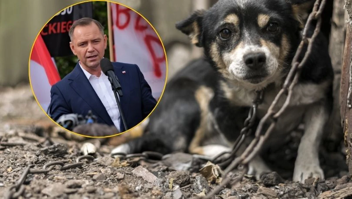 Prezydent Karol Nawrocki zawetował tzw. ustawę łańcuchową. Zapowiedział równocześnie, że złoży do Sejmu własny projekt. Zaznaczył, że teza, że polska wieś źle traktuje zwierzęta to krzywdzący stereotyp. "Dlatego nie podpisuję ustawy, która stygmatyzuje wieś, a jednocześnie nie rozwiązuje żadnego realnego problemu" - powiedział.

