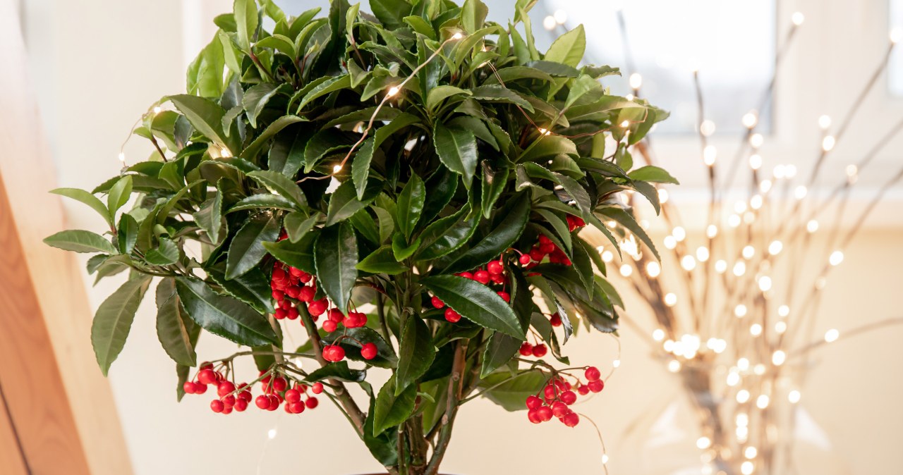 Alternatywa dla grudnika i poinsecji. Efektowna roślina na święta