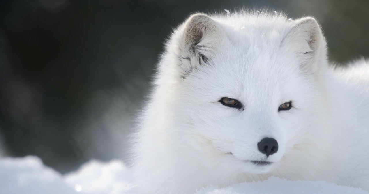 To koniec hodowli zwierząt na futra w Polsce. Prezydent podpisał ustawę To koniec hodowli zwierząt na futra w Polsce. Prezydent podpisał ustawę