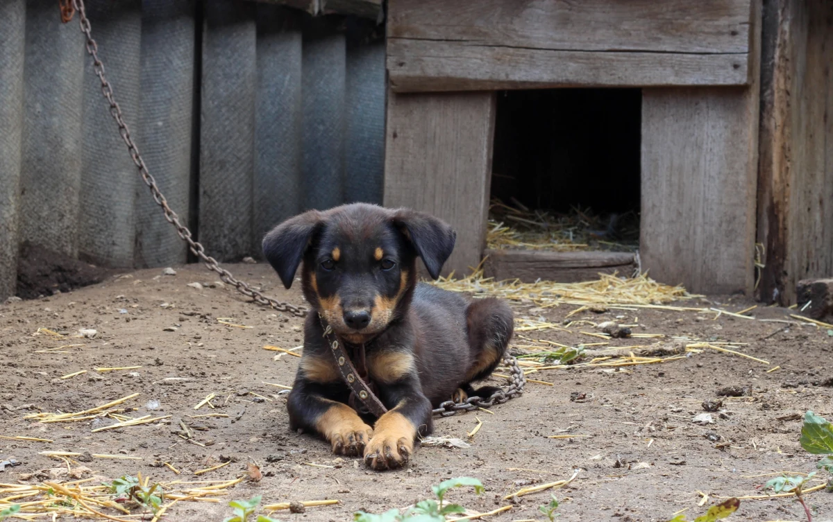 "I co ci psy zawiniły?" - w ten sposób premier Donald Tusk odniósł się do weta prezydenta Karola Nawrockiego w sprawie tzw. ustawy łańcuchowej, która miała wprowadzić zakaz trzymania psów na uwięzi. Rzecznik rządu Adam Szłapka stwierdził z kolei, że tylko "osoba bez serca" może takiej ustawy nie podpisać. Prezydent zapowiedział, że złoży własny projekt ustawy chroniącej zwierzęta.