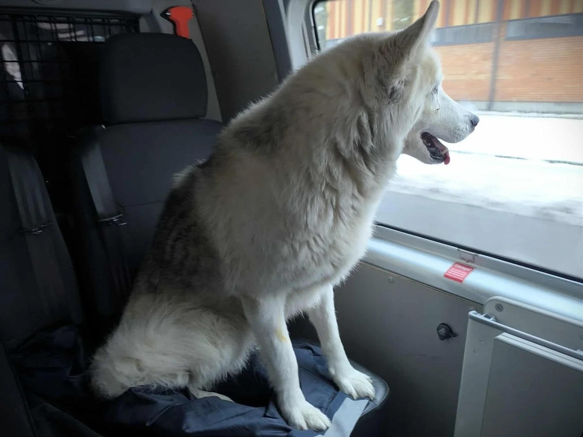 W minioną niedzielę mieszkańcy Ciechanowa byli świadkami niecodziennego zdarzenia, które poruszyło zarówno pasażerów, jak i pracowników kolei. Na stacji kolejowej w Ciechanowie (woj. mazowieckie) z pociągu relacji Mława-Warszawa wysiadł nietypowy podróżnik - sympatyczny pies, który samotnie odbył podróż na pokładzie Kolei Mazowieckich.