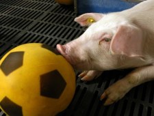 Jak się bawi przyroda?