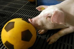 Jak się bawi przyroda?