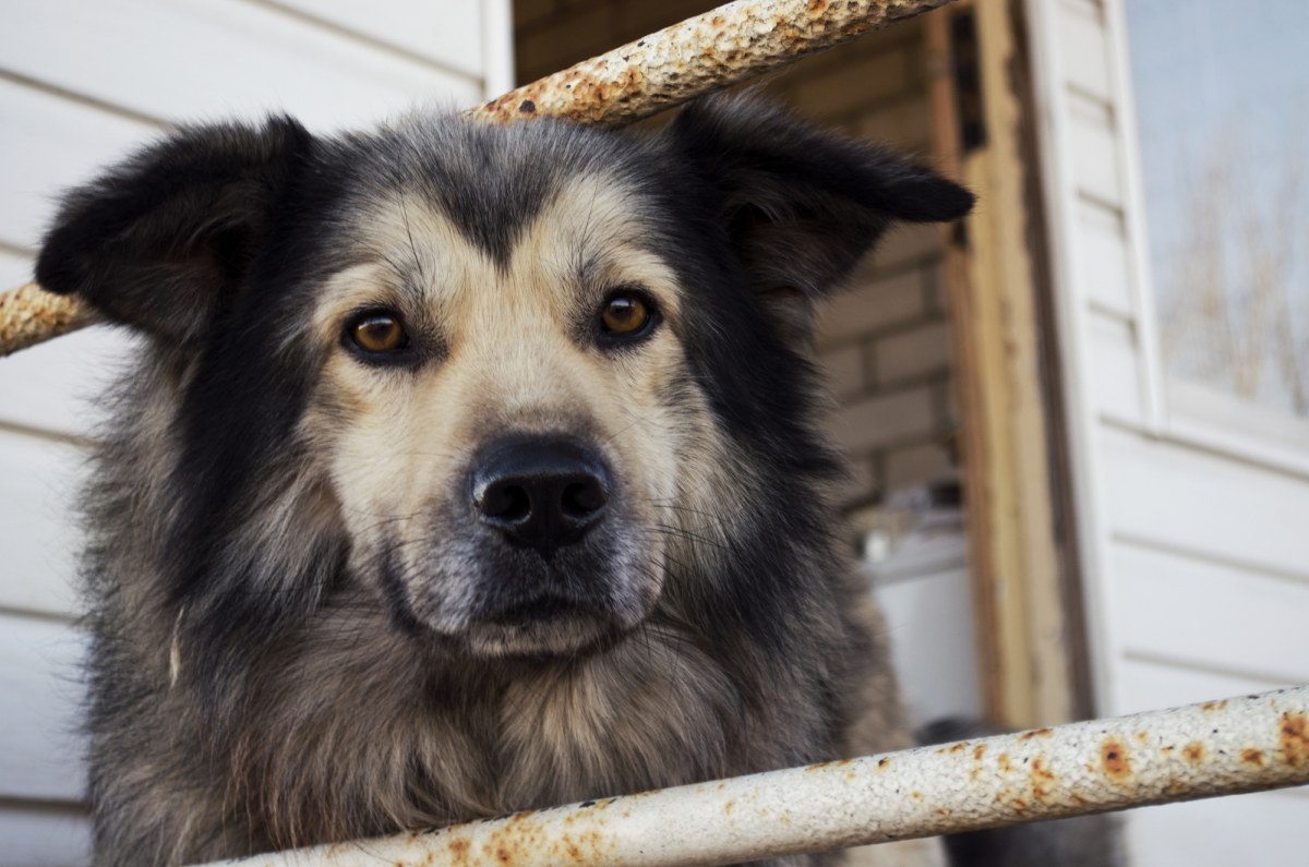 Zakaz uwięzi i odpowiednia buda. Projekt prezydenta ws. ochrony zwierząt już w Sejmie