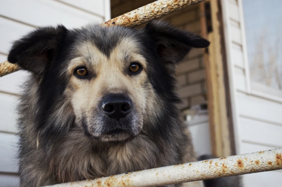 Prezydencki projekt zakazujący trzymania zwierząt domowych na uwięzi trafił we wtorek do Sejmu. Mowa w nim m.in. o obowiązku zapewnienia zwierzęciu odpowiedniego schronienia przed warunkami atmosferycznymi. Karol Nawrocki zawetował ostatnio projekt rządowy, krytykując zapis o wielkości kojców.