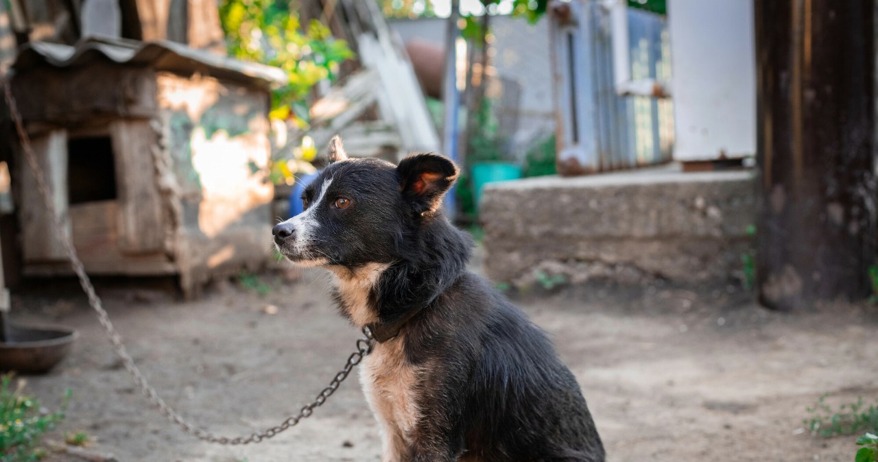 Prezydent odrzucił ustawę łańcuchową. Złożył własny projekt Prezydent odrzucił ustawę łańcuchową. Złożył własny projekt