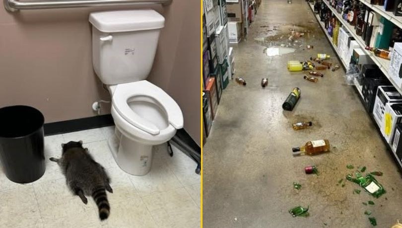 /Hanover County Animal Protection and Shelter /Facebook