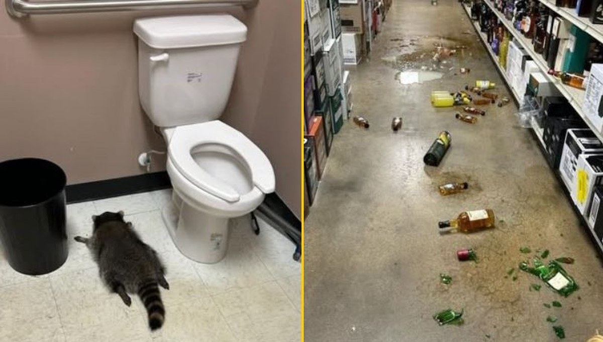 Pijacka eskapada szopa pracza. Włamał się do monopolowego