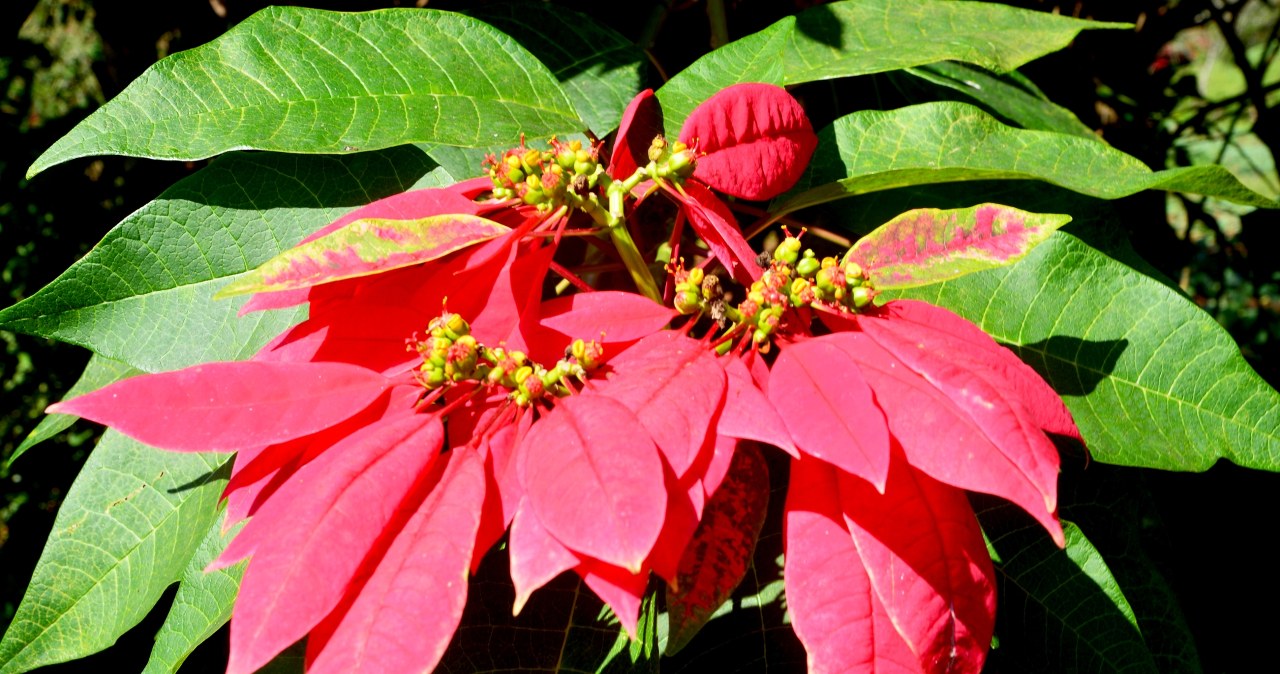 Gdzie naprawdę rośnie poinsencja? Pochodzenie gwiazdy świąt
