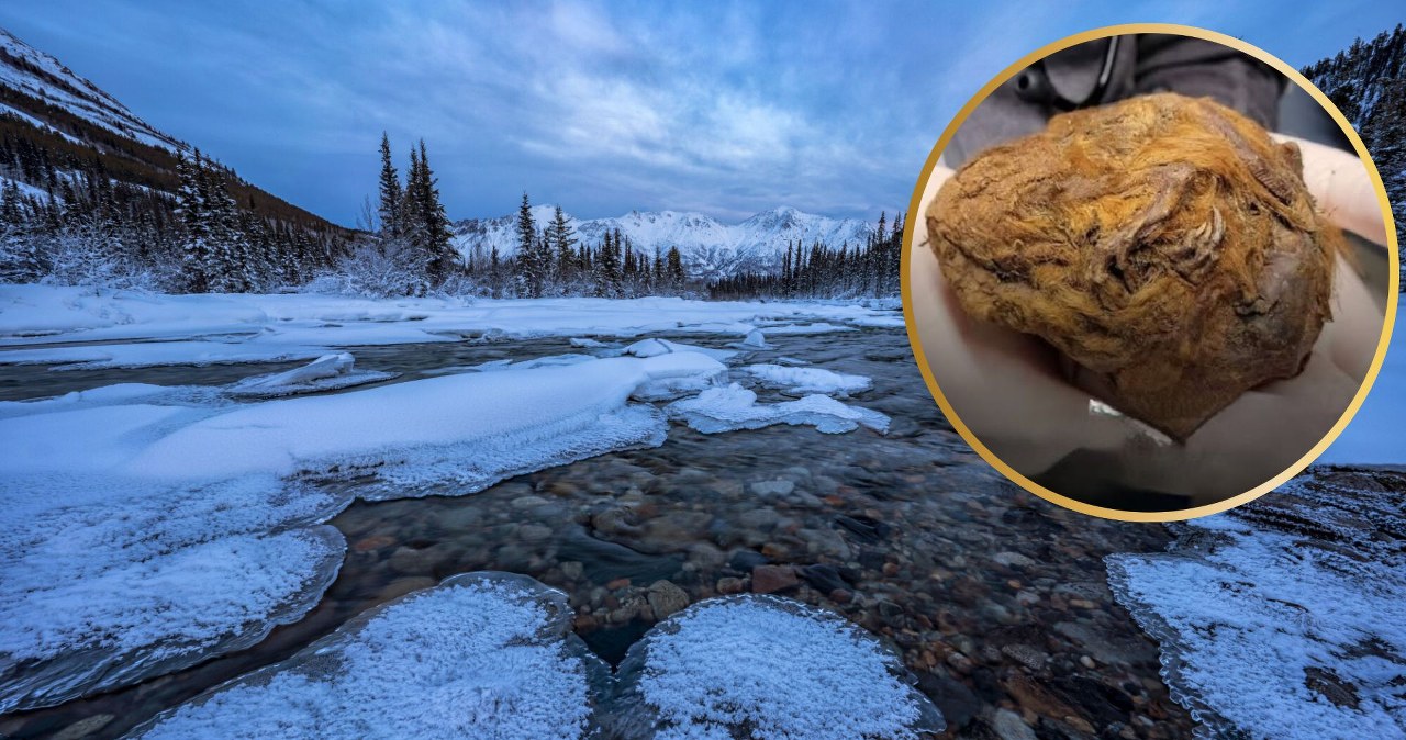 Kulka z kopalni była skarbem. Rzadkie zwierzę sprzed 30 tys. lat Kulka z kopalni była skarbem. Rzadkie zwierzę sprzed 30 tys. lat