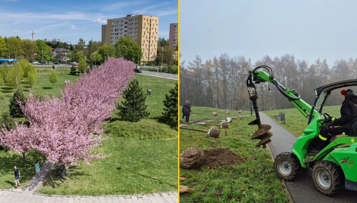 Na mapie Krakowa pojawi się nowa atrakcja dla miłośników przyrody i spacerów. W Parku Tysiąclecia w Mistrzejowicach Zarząd Zieleni Miejskiej posadził 20 drzew wiśni Kanzan, tworząc drugą w mieście Aleję Wiśniową. Pierwsze hanami, czyli tradycyjne podziwianie kwitnących wiśni, planowane jest już na wiosnę przyszłego roku.