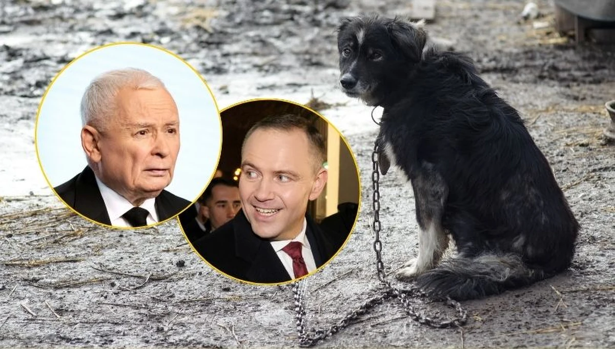 Sejm spróbuje przegłosować weto Karola Nawrockiego do ustawy łańcuchowej. Poinformował o tym w środę marszałek Sejmu Włodzimierz Czarzasty. Jak zagłosuje w tej sprawie znany miłośnik zwierząt Jarosław Kaczyński? Czy odrzuci prezydenckie weto? Prezes PiS został zapytany o to na sejmowym korytarzu. "W tej sytuacji nie odrzucę (...). Czasem głosuje się za czymś, co jest częściowo dobre" - powiedział.
