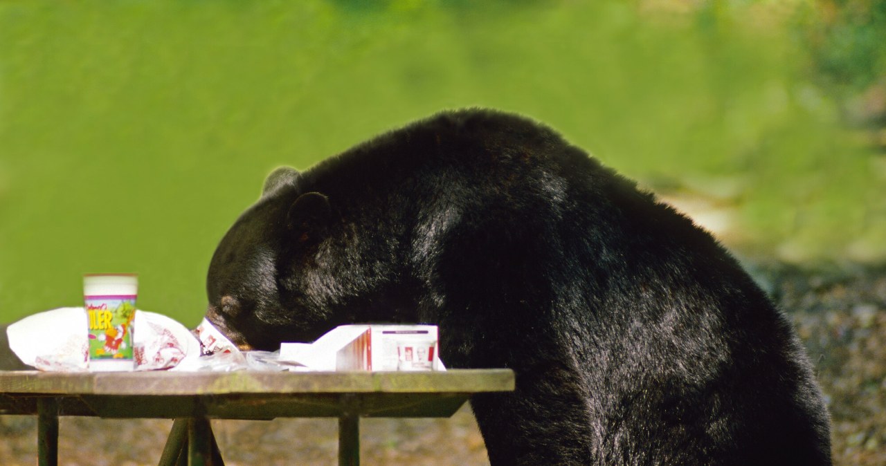 Coś ciągle ruszało się pod podłogą. Mężczyzna zamontował kamerę i zamarł