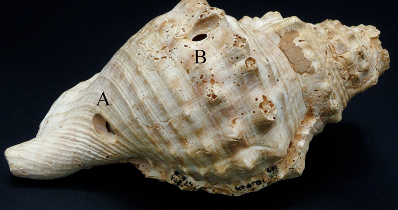W Hiszpanii odkryto jedne z najstarszych instrumentów muzycznych świata