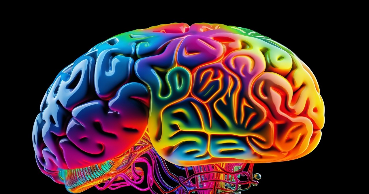 Pięć "epok" mózgu. Naukowcy zidentyfikowali najważniejsze momenty