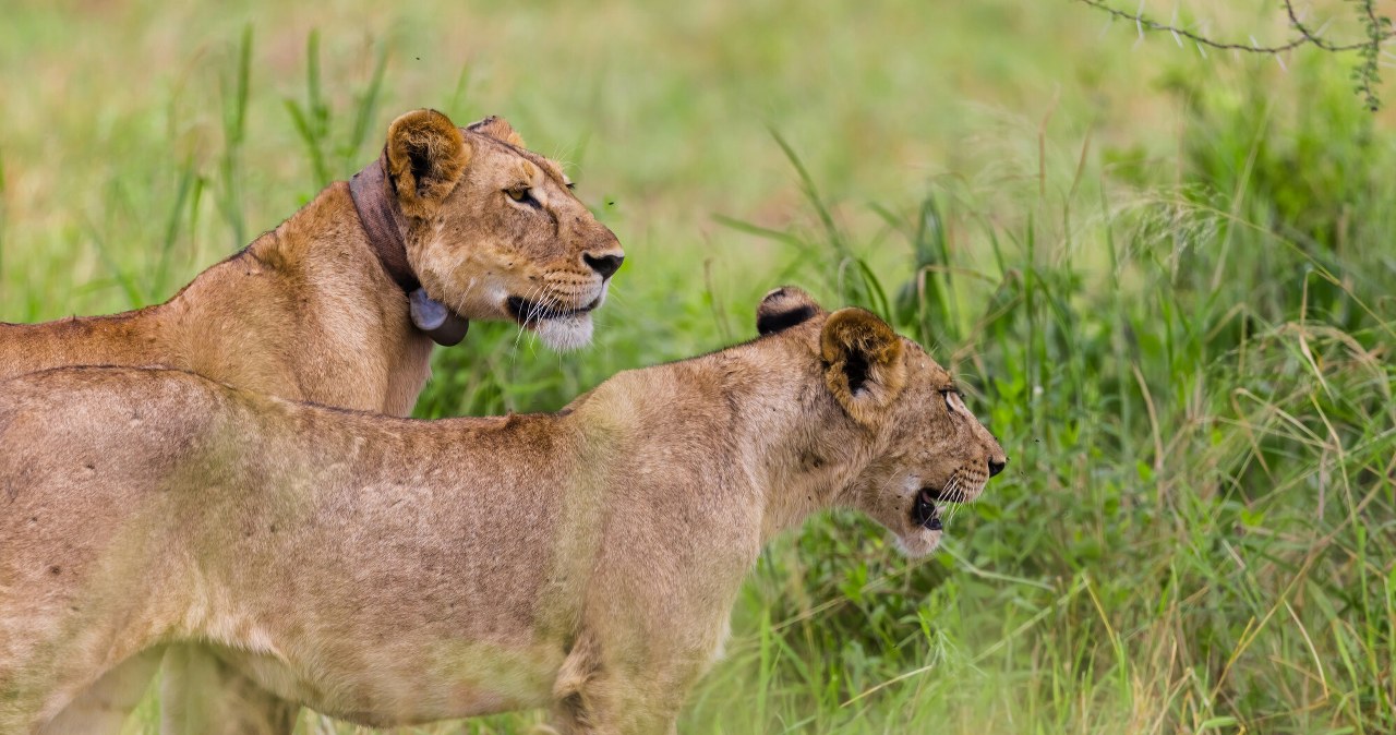 Drapieżniki nie przetrwają batalii z człowiekiem. Zajmujemy ich tereny Drapieżniki nie przetrwają batalii z człowiekiem. Zajmujemy ich tereny