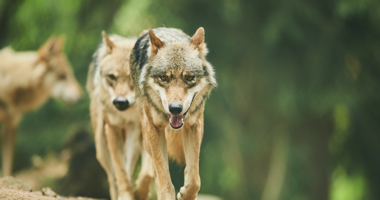 Indie wysłały drony, by tropiły wilki. Mnożą się ataki na dzieci Indie wysłały drony, by tropiły wilki. Mnożą się ataki na dzieci