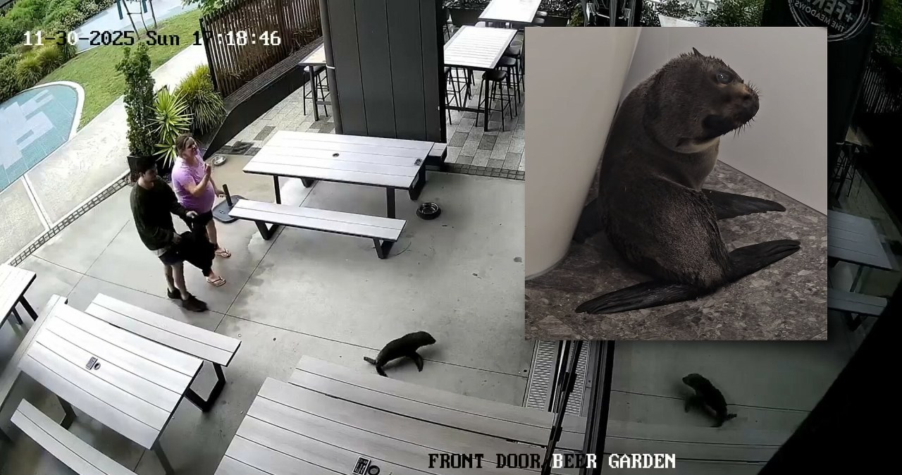 W Nowej Zelandii uchatka wpadła do baru. Schowała się pod zmywarką W Nowej Zelandii uchatka wpadła do baru. Schowała się pod zmywarką