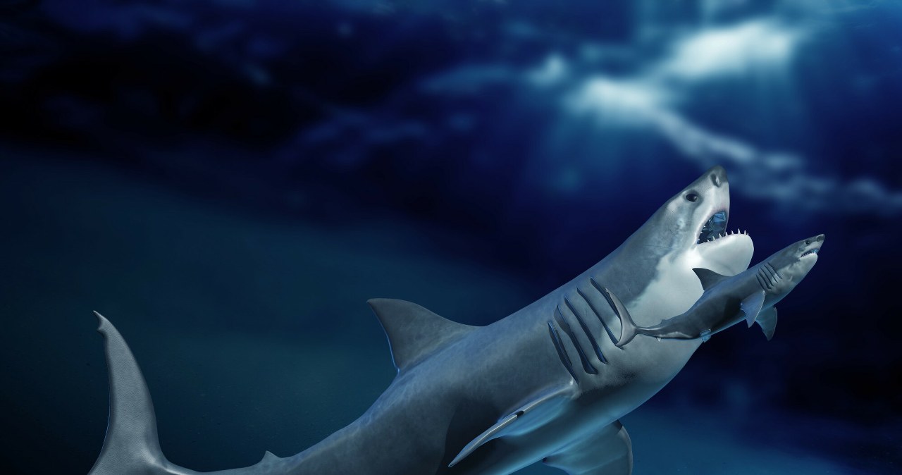 Wielkie rekiny są starsze, niż myśleliśmy. Podręczniki trzeba pisać na nowo