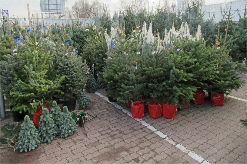 Czesi krytykują jeden produkt z Polski. Jakość gorsza niż w Czechach