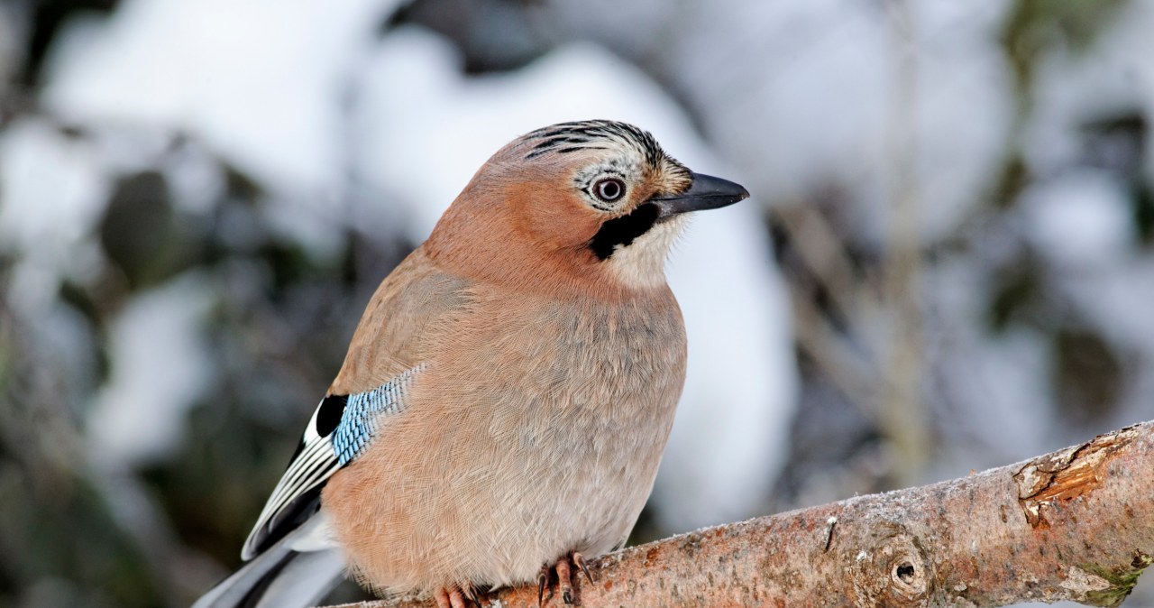 Gwiazda karmnika. Wierzono, iż jej wizyta ma szczególne znaczenie