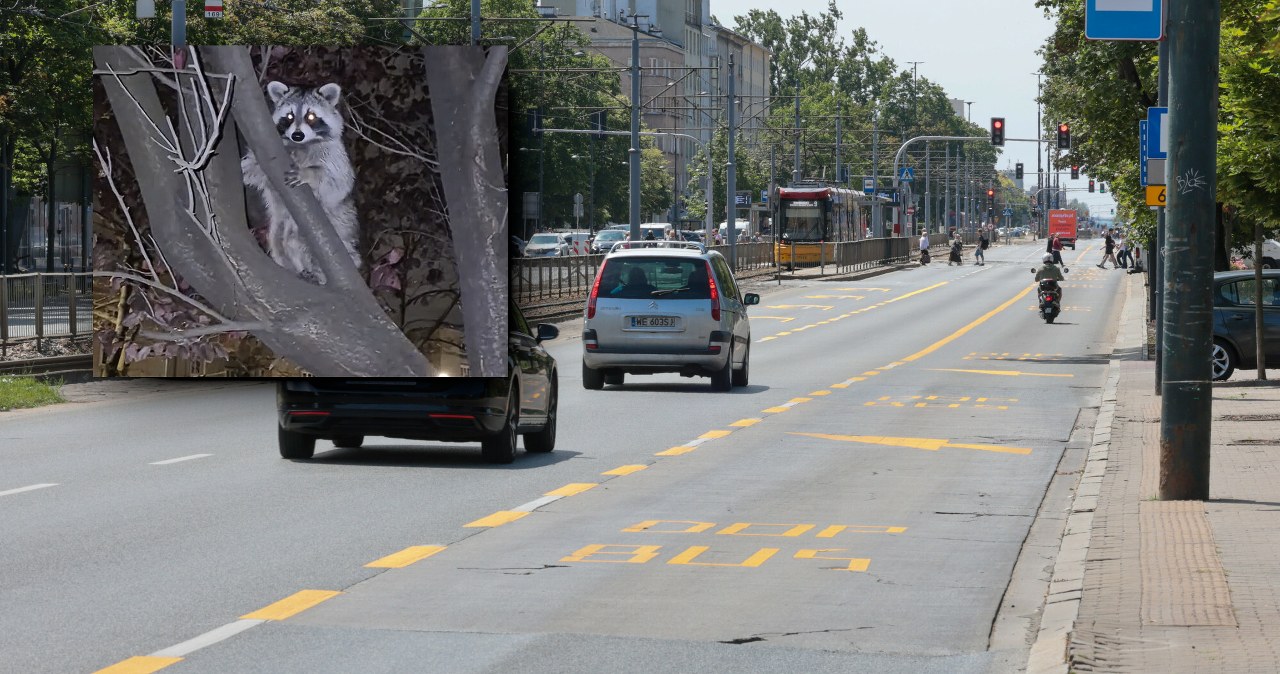 Szop przy ul. Grójeckiej w Warszawie. Inwazyjny ssak zajmuje Polskę Szop przy ul. Grójeckiej w Warszawie. Inwazyjny ssak zajmuje Polskę