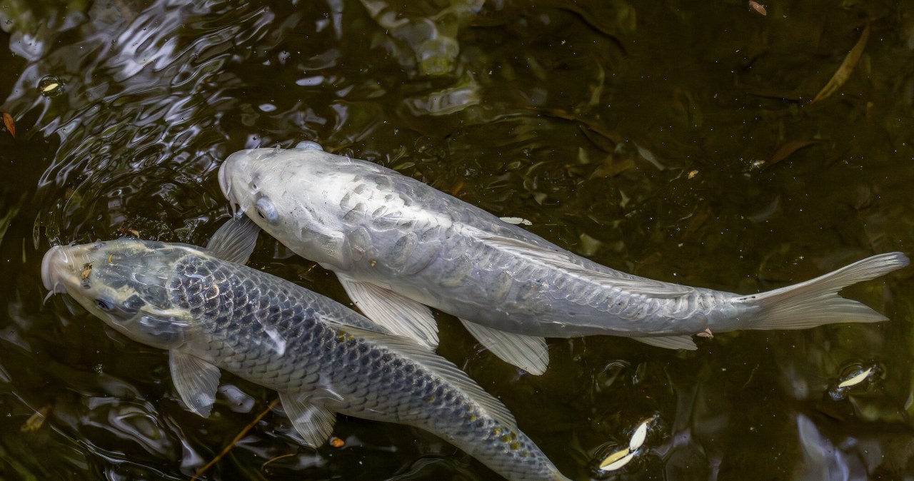 Nieszczęśliwy karp. Śledztwo ujawnia szokujące warunki sprzedaży ryb Nieszczęśliwy karp. Śledztwo ujawnia szokujące warunki sprzedaży ryb
