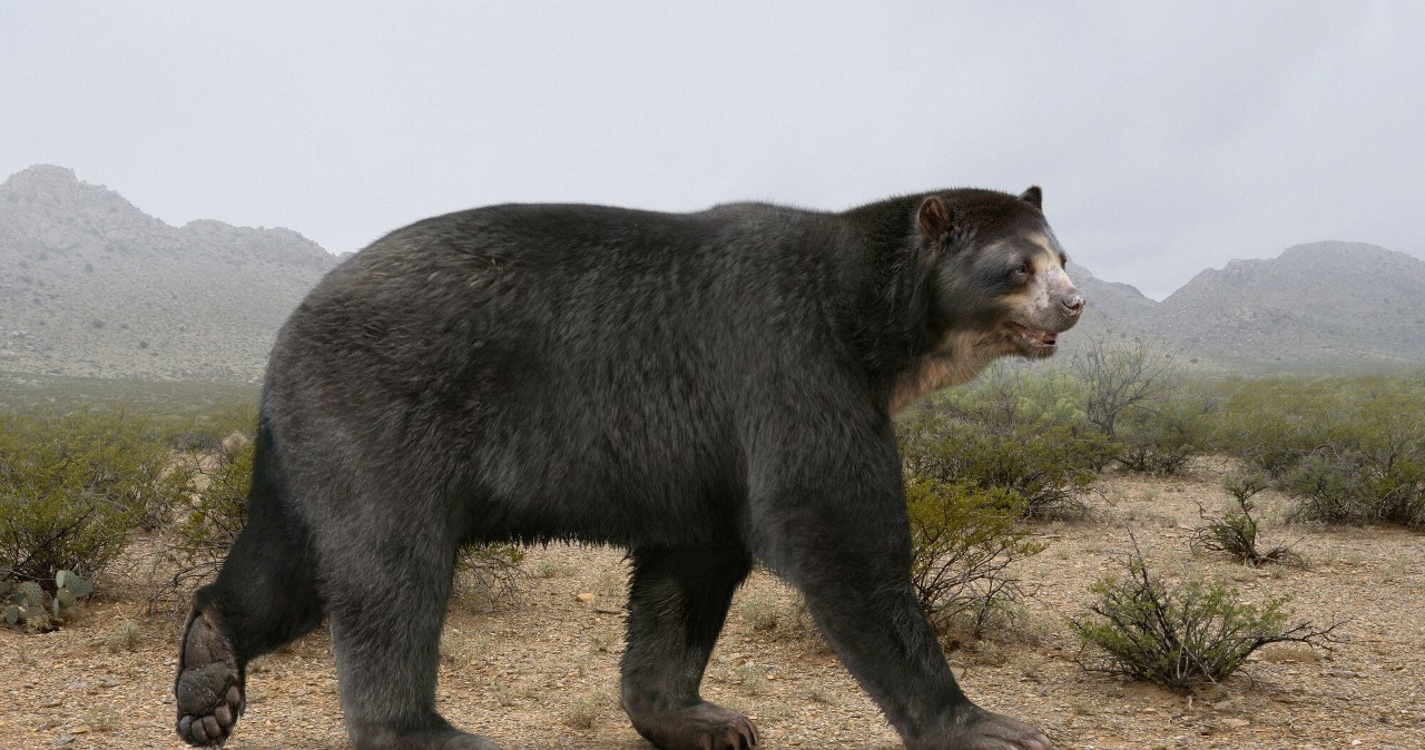 To był największy niedźwiedź w dziejach. Gigant ważył ponad tonę To był największy niedźwiedź w dziejach. Gigant ważył ponad tonę