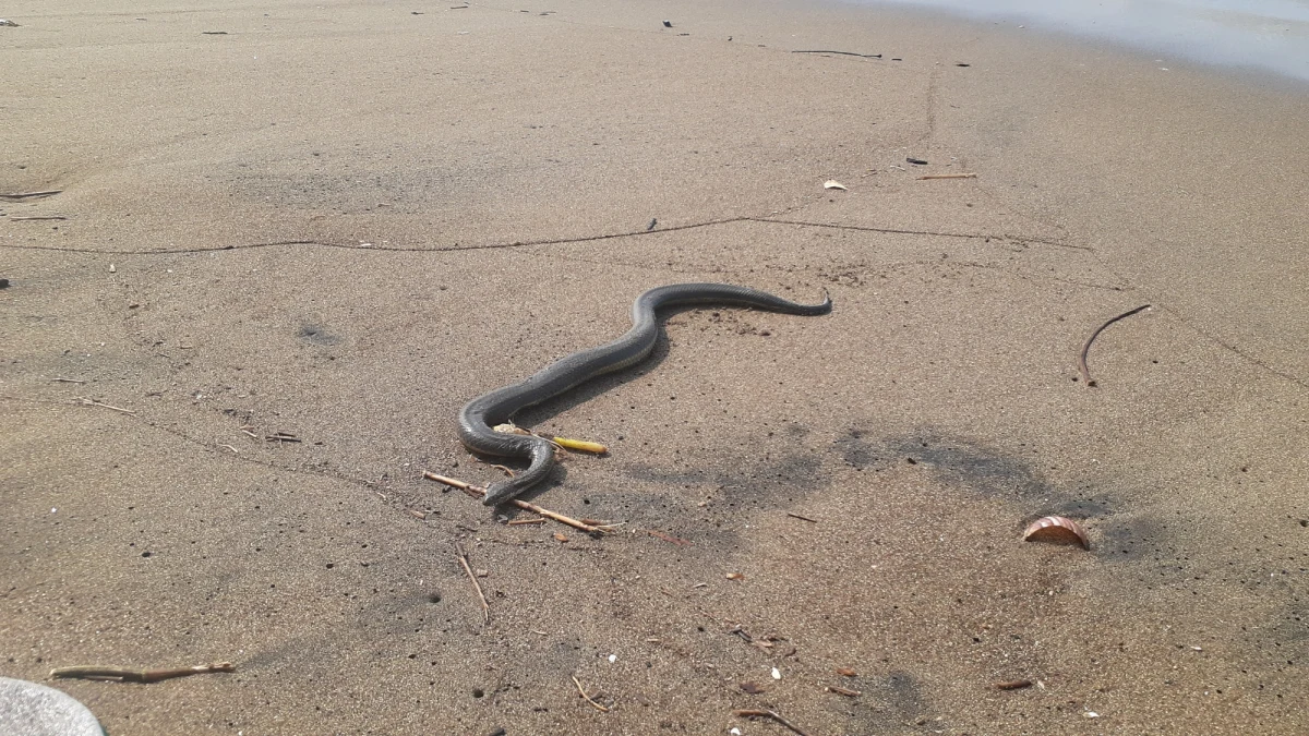 Badacze i lokalna społeczność są zaniepokojone wzrostem liczby węży morskich wyrzucanych na brzeg północno-zachodniego wybrzeża Australii Zachodniej – podaje australijskie ABC. Chodzi głównie o węże morskie i żółwie.