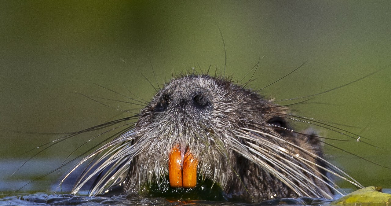Problem u sąsiada Polski. Niemcy polują na inwazyjne ssaki Problem u sąsiada Polski. Niemcy polują na inwazyjne ssaki