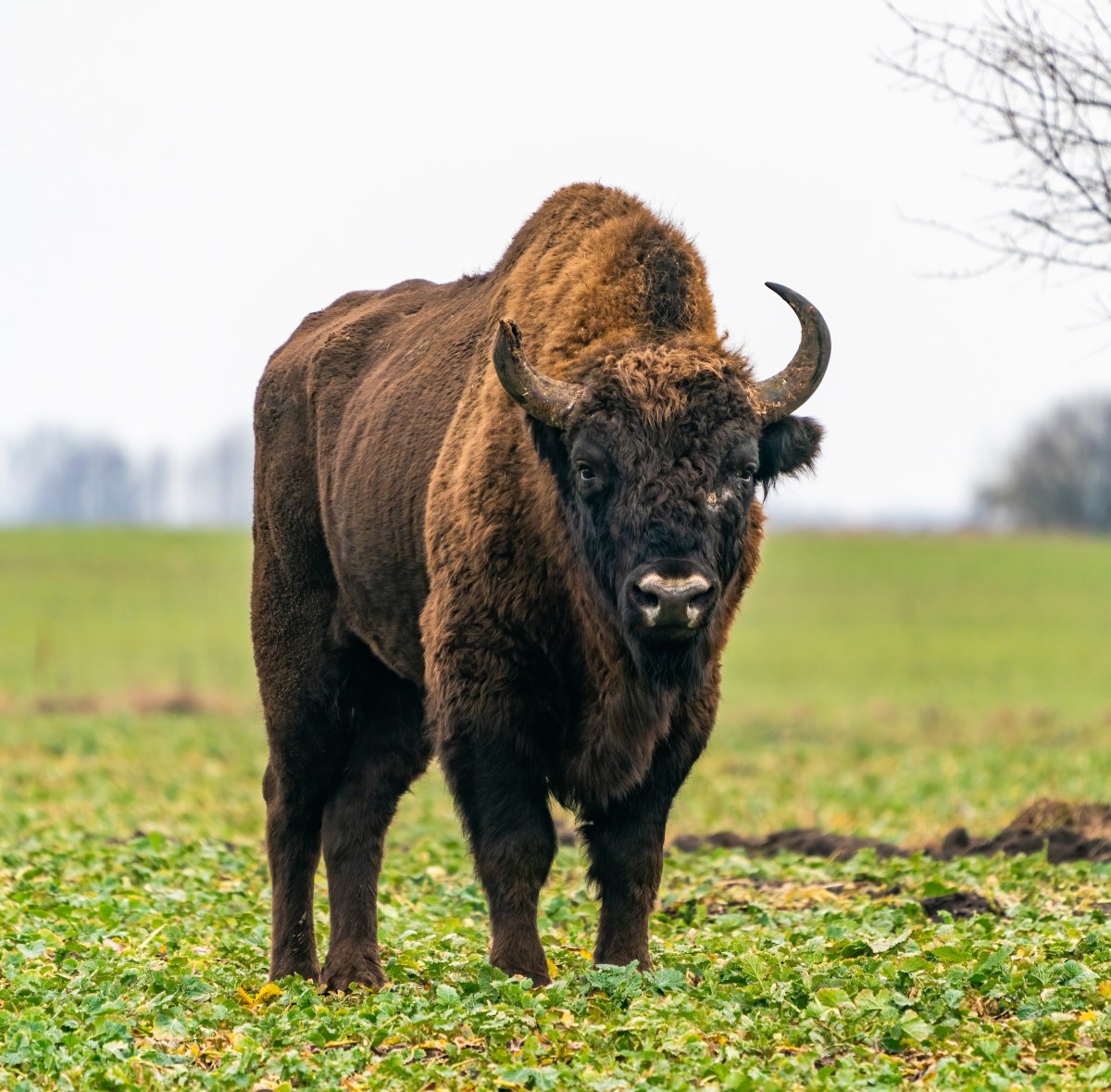 Żubry zostaną poddane eutanazji. Powodem nieuleczalna choroba