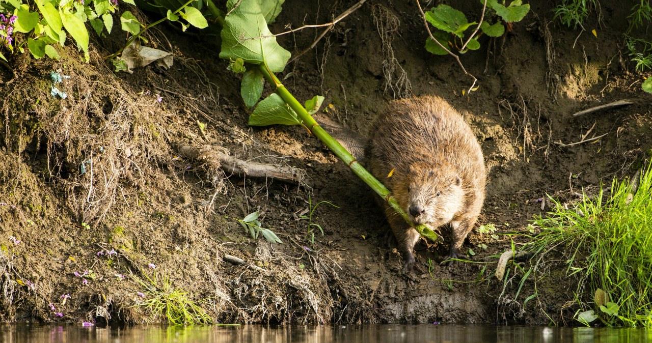 Beton zamiast bobrów, przyrodnicy alarmują. „Renaturyzacja po polsku”