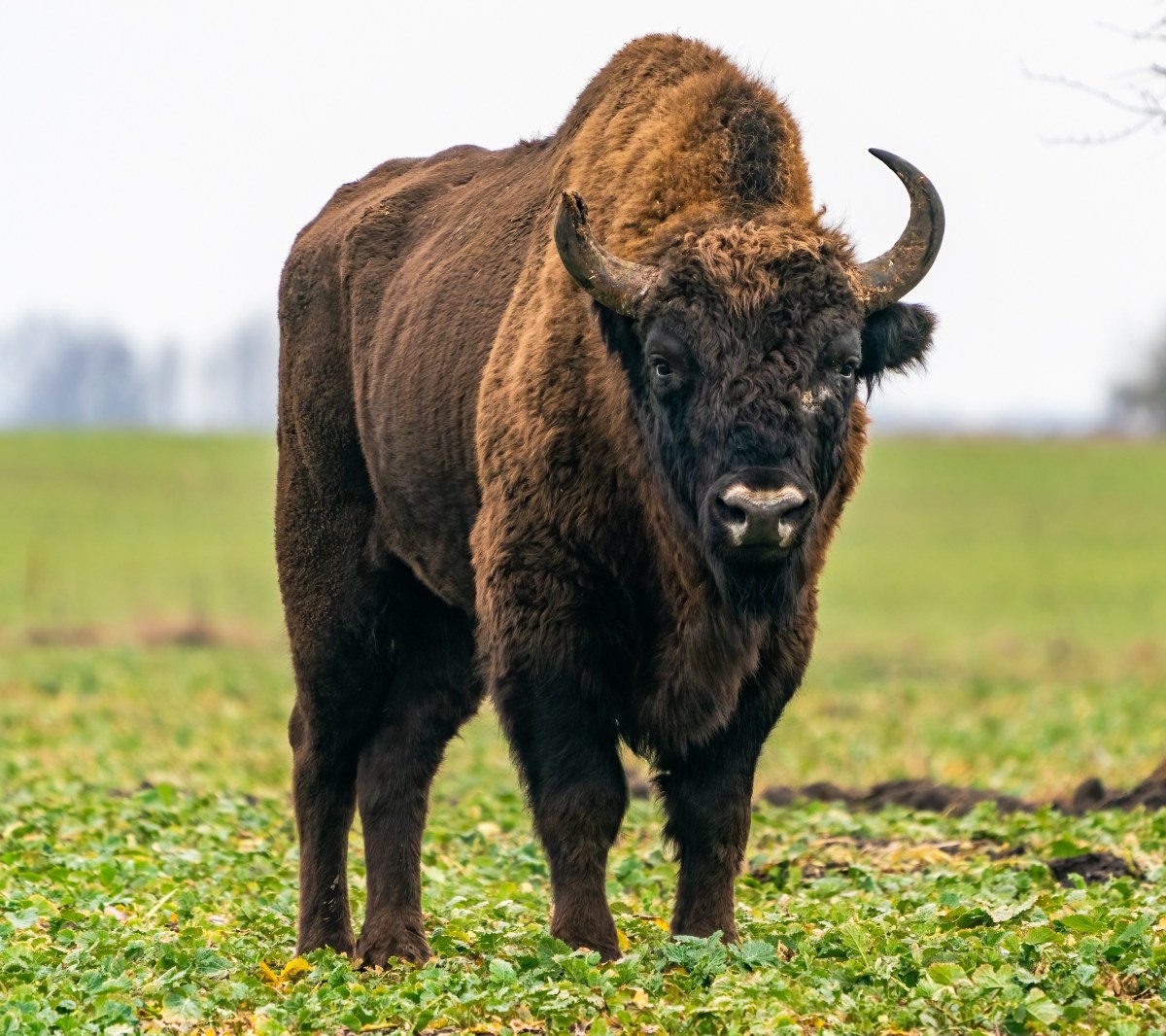 Żubry zostaną poddane eutanazji. Powodem nieuleczalna choroba