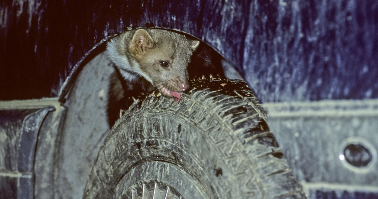 Masz problem z kunami w aucie? Jest tani i skuteczny trik