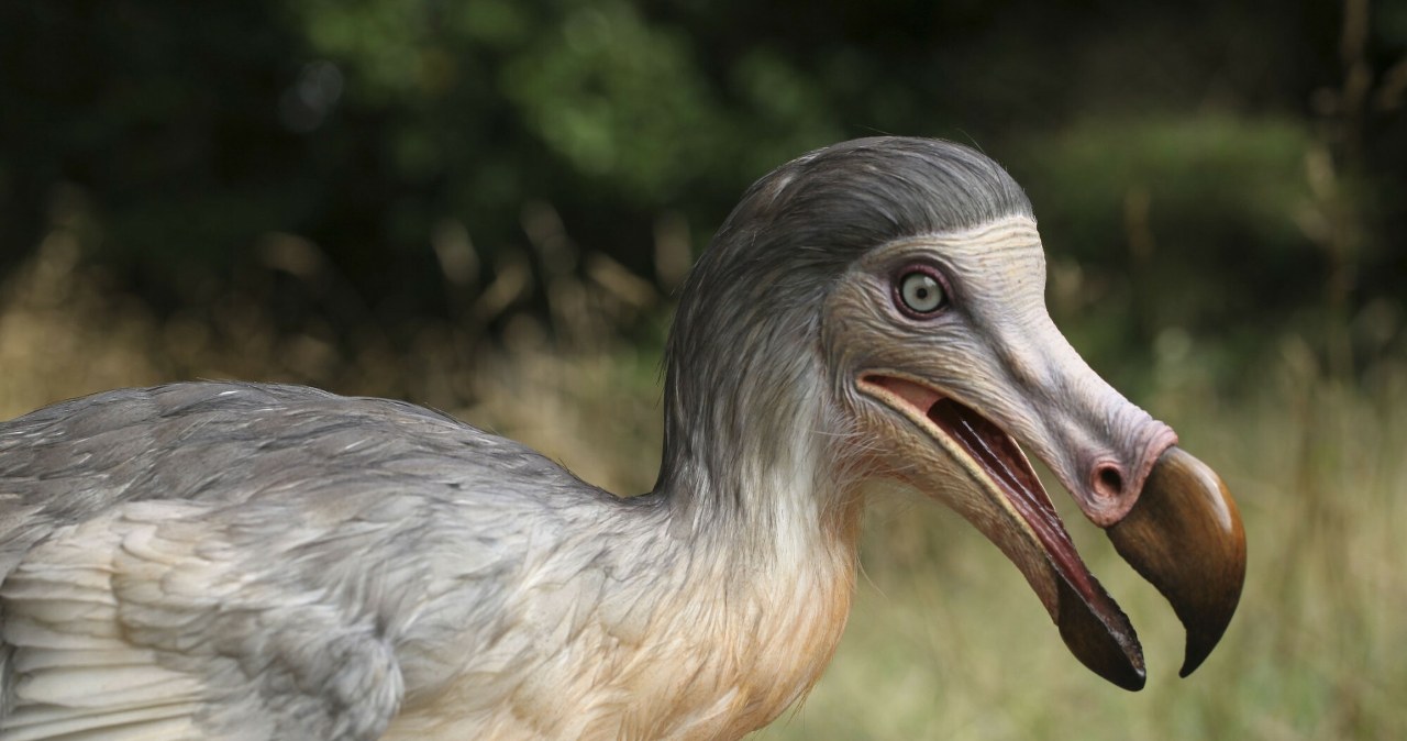 Colossal skanuje 75 ptaków, by znaleźć wzór na głowę dodo. Nikt takiej nie miał