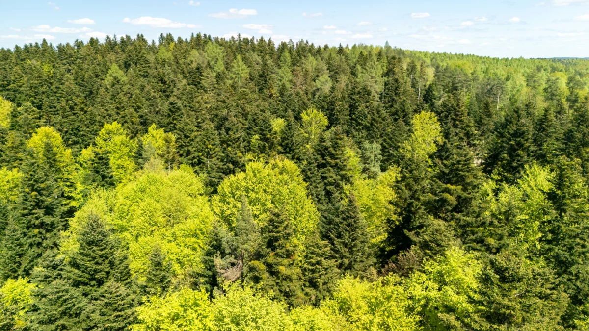 Chińskie programy masowego zalesiania i odbudowy ekosystemów przyniosły nieoczekiwane skutki - według najnowszych badań zmieniły sposób, w jaki woda krąży w kraju. Choć działania te miały chronić glebę i przeciwdziałać zmianom klimatu, doprowadziły do poważnych zmian w dostępności wody w różnych regionach Chin.