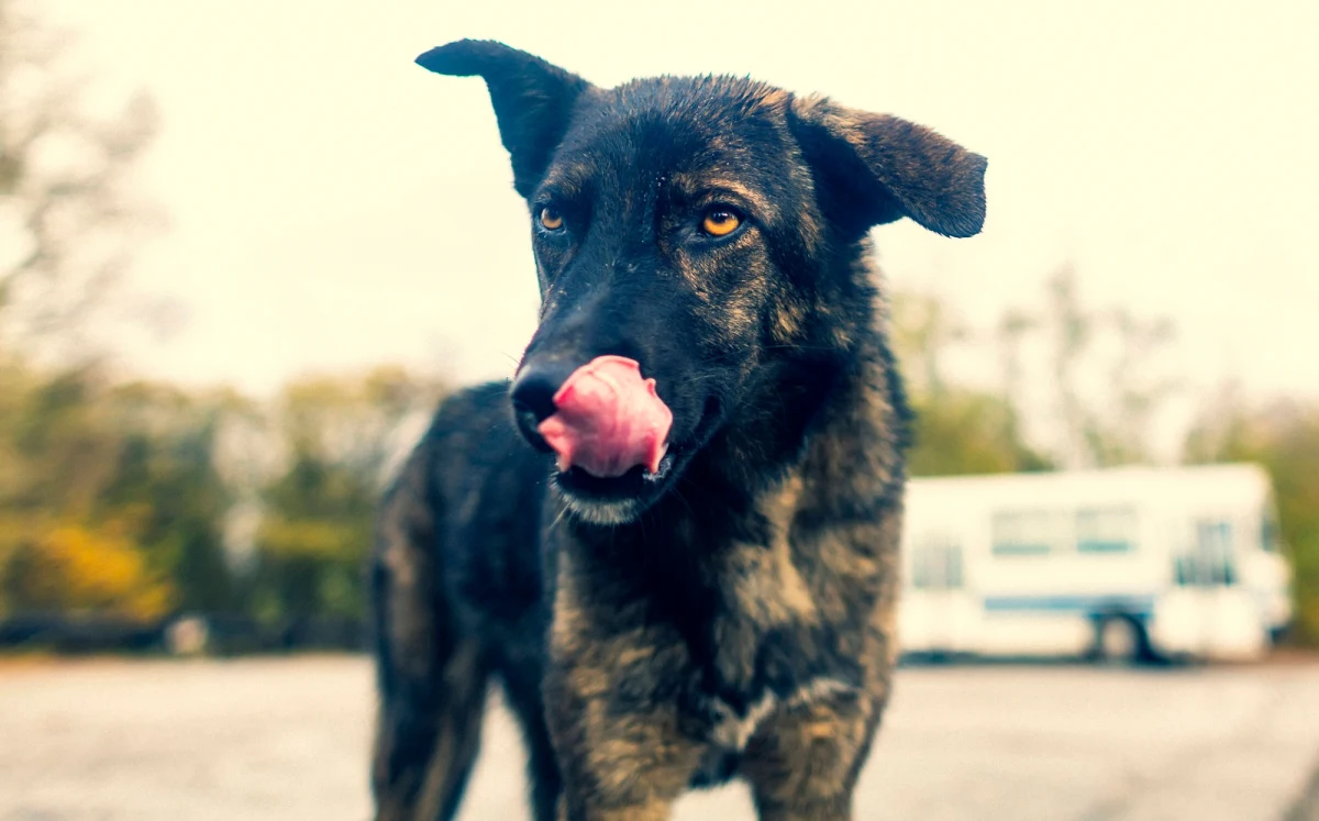 Najnowsze badania genetyczne wykazały, że psy żyjące w strefie wykluczenia wokół elektrowni jądrowej w Czarnobylu wykazują wyraźne różnice w DNA w porównaniu do swoich kolegów z okolicznych terenów. Czy to efekt promieniowania, czy raczej wynik innych czynników? Naukowcy są podzieleni.