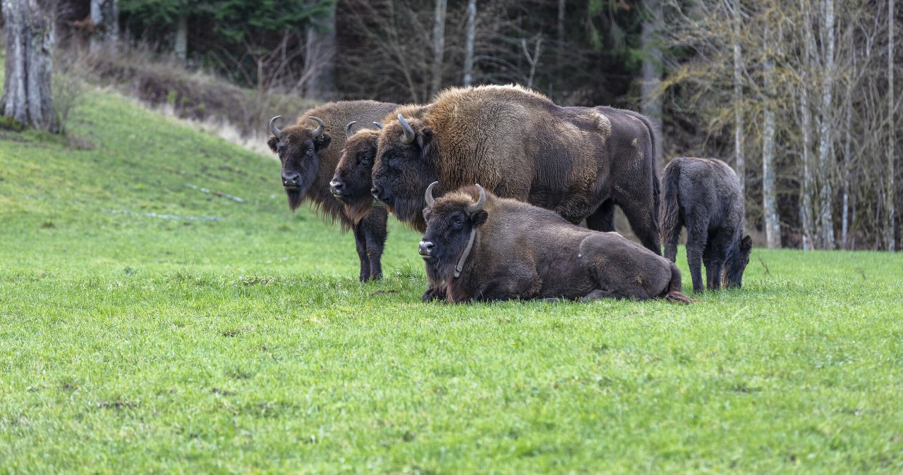 Śmiertelna choroba w stadzie żubrów. Padła decyzja o eutanazji