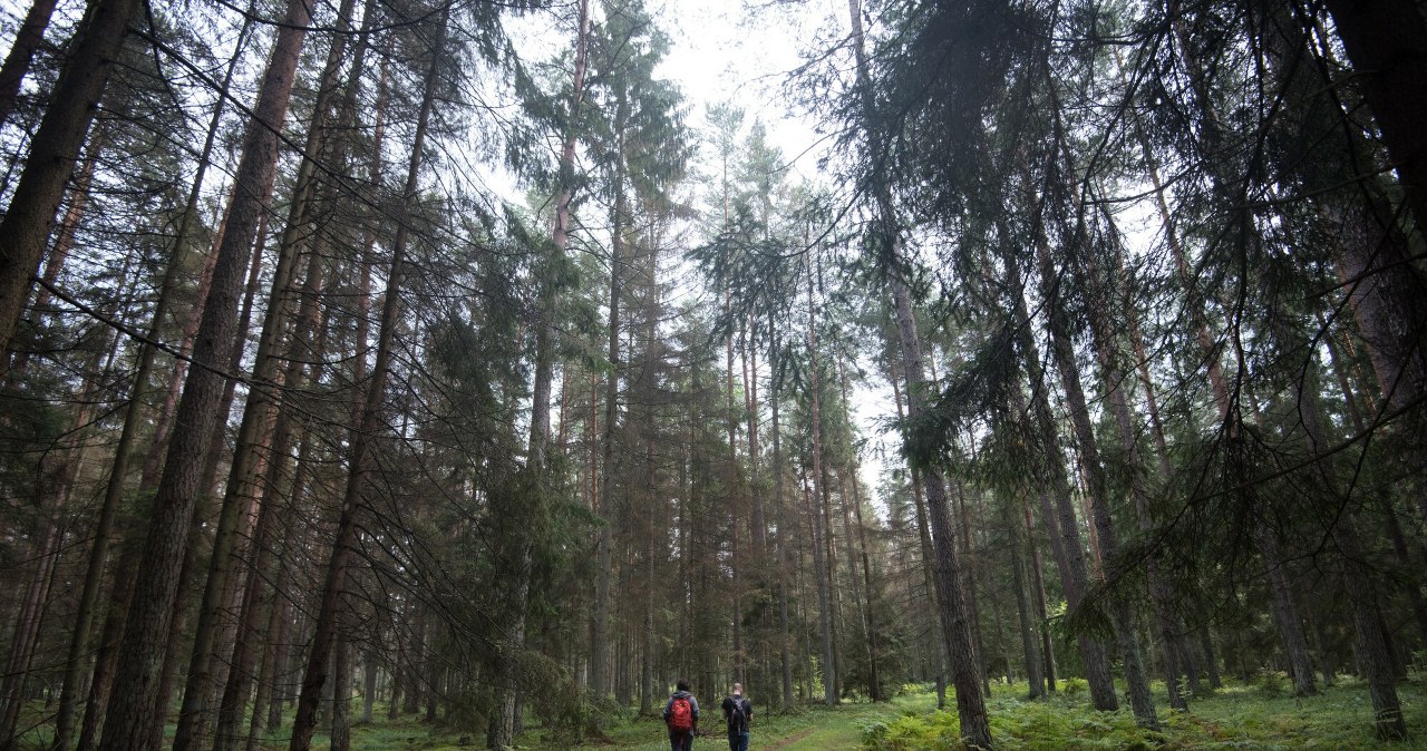 Pierwotne lasy w zagrożeniu. Ryzykujemy utratą największej wartości