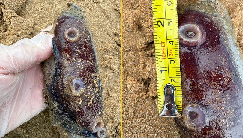 /fot: Forvie National Nature Reserve/Facebook /