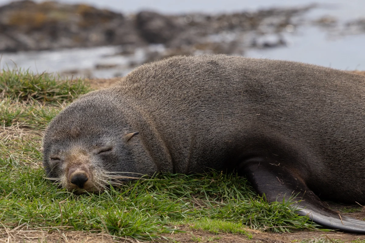 Niecodzienny gość zawitał w minioną niedzielę do jednego z barów w Richmond w Nowej Zelandii. Wieczór w pubie postanowiła spędzić… malutka foczka. Niesforny zwierzak skusił się na łososia, przez co wpadł w ręce służb. Okazało się, że od dłuższego czasu szukała go straż ochrony przyrody. Szczęśliwie, urocze zwierzę trafiło całe i zdrowe na pobliską Wyspę Króliczą.