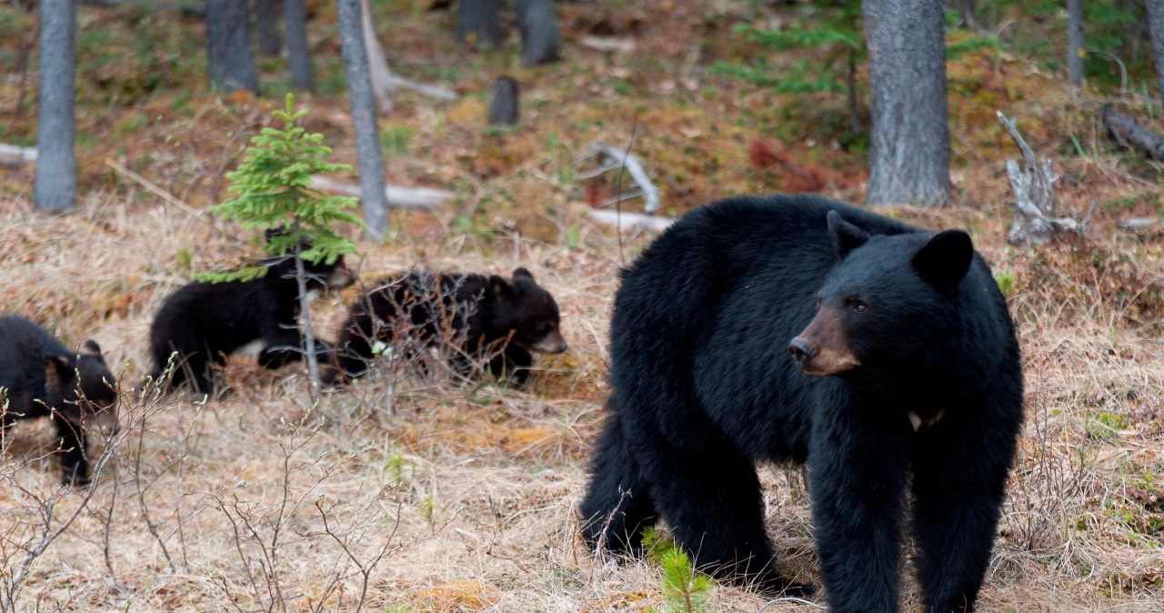 Na nic protesty i pozew. Sąd uznał, że może ruszyć polowanie na niedźwiedzie