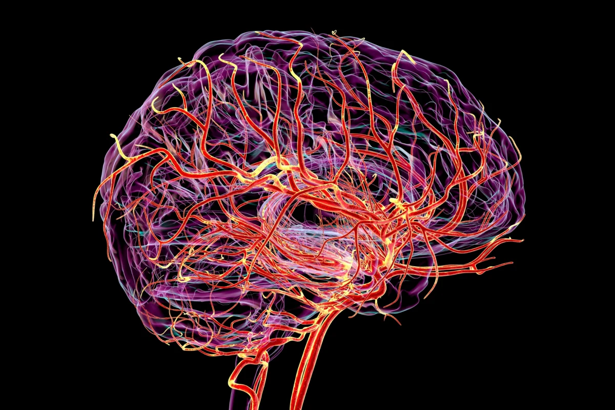 Największe dotąd badanie dotyczące zmian w architekturze ludzkiego mózgu ujawnia, że nasz najważniejszy organ nie rozwija się w sposób liniowy, lecz przechodzi przez pięć wyraźnych "epok", oddzielonych czterema przełomowymi momentami. Przełomowe odkrycie naukowców rzuca nowe światło na to, jak zmienia się nasze myślenie, osobowość i zdolności poznawcze od narodzin aż po późną starość.