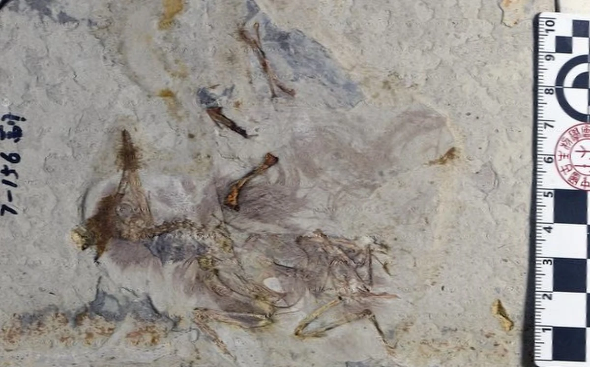 W świecie paleontologii rzadko zdarza się, by przyczyna śmierci dawno wymarłego zwierzęcia była oczywista. Skamieniałe szczątki opowiadają tylko część historii, często brakuje fragmentów ciała, a nawet jeśli ciało zachowało się doskonale, nie wiadomo jak to zwierzę się zachowywało i jak ostatecznie zginęło. Inaczej jest w przypadku opisanego na łamach "Palaeontologica Electronica" pechowego ptaka, który żył około 120 milionów lat temu. W jego gardle odkryto garść kamyczków co wskazuje, że prawdopodobnie się zadławił. Jednak powód, dla którego ten ptak w ogóle połykał kamyczki, pozostaje dla naukowców zagadką.