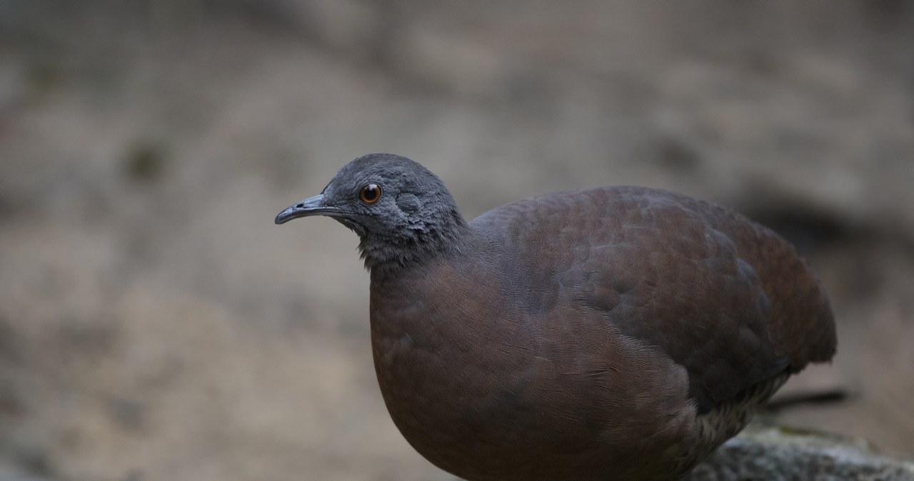 W gęstym lesie odkryli nowego ptaka. Jego spotkanie to coś wyjątkowego