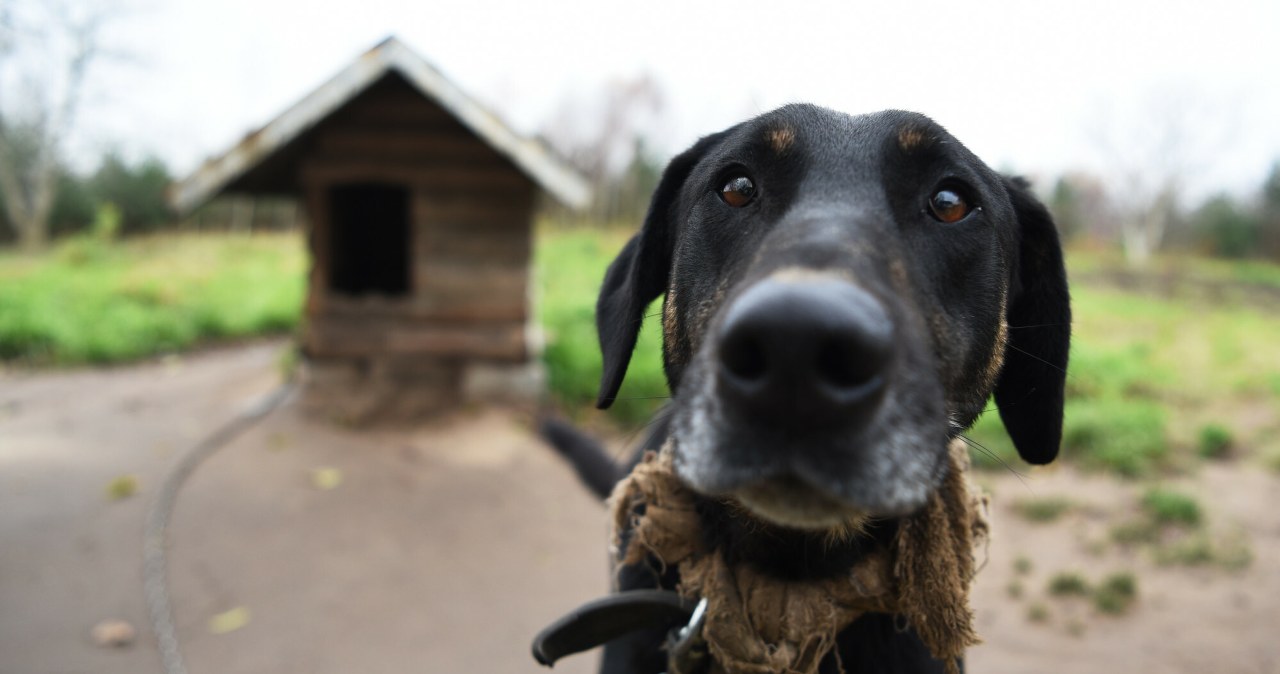 Weto ws. ustawy łańcuchowej. Organizacje składają apel i proszą Polaków